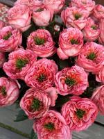 фото Роза Эквадор Pink Expression 1 штука
