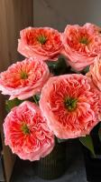 фото Роза Эквадор Mandarin 1 штука