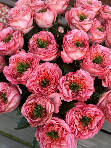фото Роза Эквадор Pink Expression 1 штука
