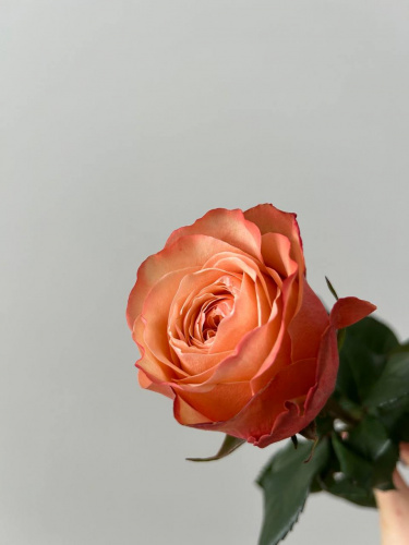 фото Роза Эквадор Peach Tone